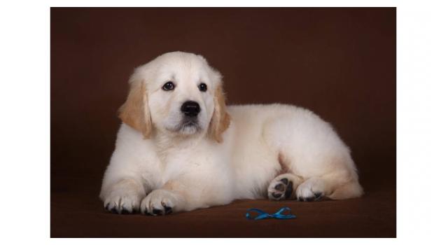 Щенки золотистого ретривера в питомнике Goldberry Щенки золотистого ретривера в питомнике Goldberry