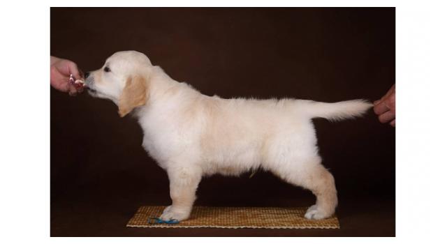 Щенки золотистого ретривера в питомнике Goldberry Щенки золотистого ретривера в питомнике Goldberry