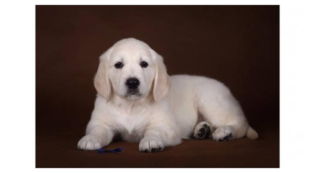 Щенки золотистого ретривера в питомнике Goldberry Щенки золотистого ретривера в питомнике Goldberry