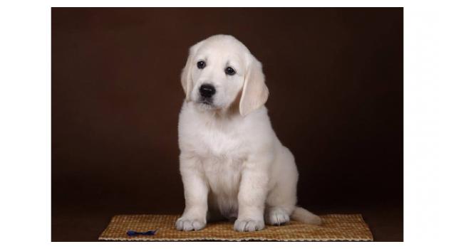 Щенки золотистого ретривера в питомнике Goldberry Щенки золотистого ретривера в питомнике Goldberry