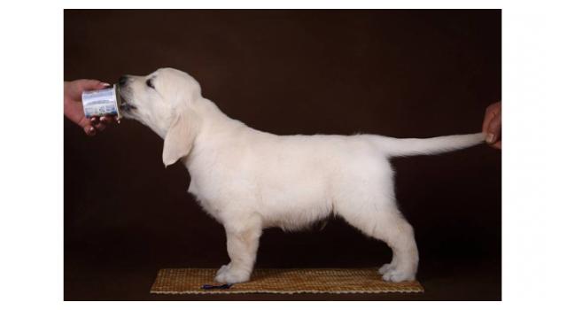 Щенки золотистого ретривера в питомнике Goldberry Щенки золотистого ретривера в питомнике Goldberry