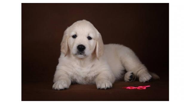 Щенки золотистого ретривера в питомнике Goldberry Щенки золотистого ретривера в питомнике Goldberry