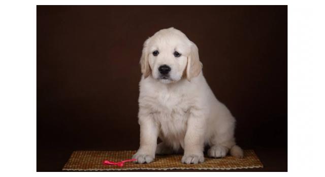 Щенки золотистого ретривера в питомнике Goldberry Щенки золотистого ретривера в питомнике Goldberry