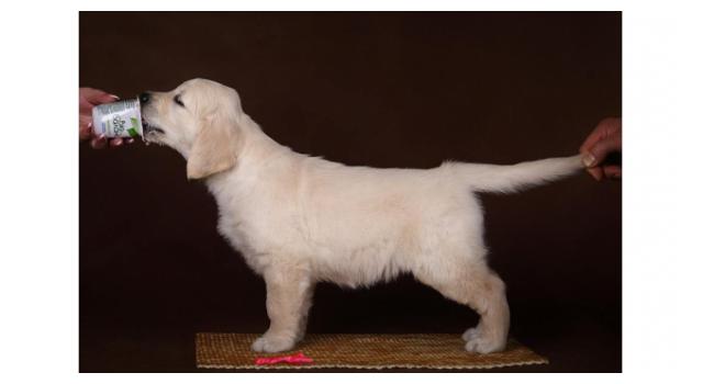 Щенки золотистого ретривера в питомнике Goldberry Щенки золотистого ретривера в питомнике Goldberry