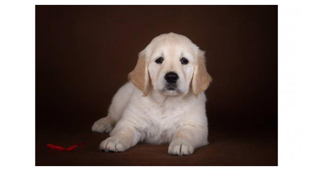 Щенки золотистого ретривера в питомнике Goldberry Щенки золотистого ретривера в питомнике Goldberry