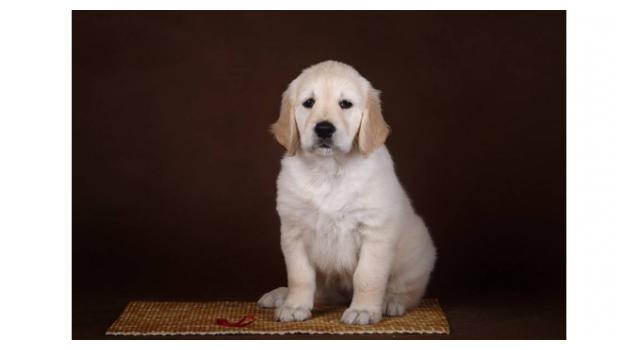 Щенки золотистого ретривера в питомнике Goldberry Щенки золотистого ретривера в питомнике Goldberry