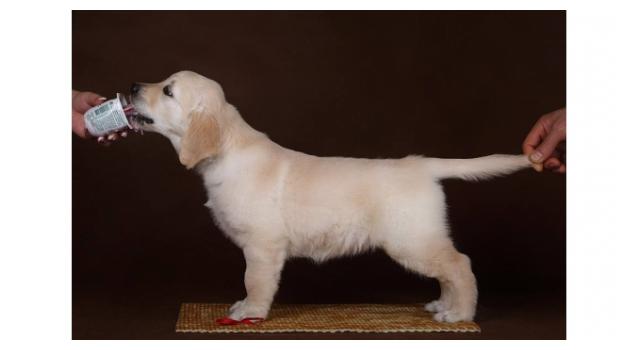 Щенки золотистого ретривера в питомнике Goldberry Щенки золотистого ретривера в питомнике Goldberry