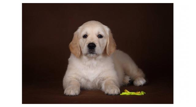 Щенки золотистого ретривера в питомнике Goldberry Щенки золотистого ретривера в питомнике Goldberry