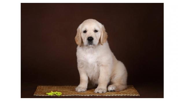 Щенки золотистого ретривера в питомнике Goldberry Щенки золотистого ретривера в питомнике Goldberry