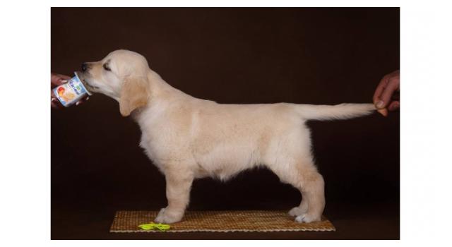 Щенки золотистого ретривера в питомнике Goldberry Щенки золотистого ретривера в питомнике Goldberry