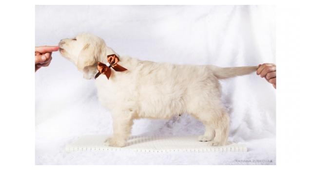 Щенки золотистого ретривера в питомнике Goldberry Щенки золотистого ретривера в питомнике Goldberry