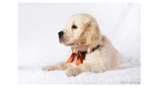 Щенки золотистого ретривера в питомнике Goldberry Щенки золотистого ретривера в питомнике Goldberry