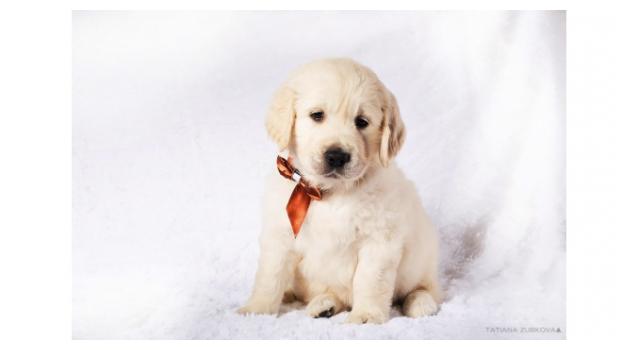 Щенки золотистого ретривера в питомнике Goldberry Щенки золотистого ретривера в питомнике Goldberry