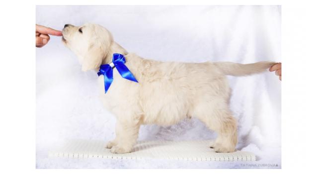 Щенки золотистого ретривера в питомнике Goldberry Щенки золотистого ретривера в питомнике Goldberry