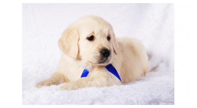 Щенки золотистого ретривера в питомнике Goldberry Щенки золотистого ретривера в питомнике Goldberry