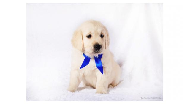 Щенки золотистого ретривера в питомнике Goldberry Щенки золотистого ретривера в питомнике Goldberry