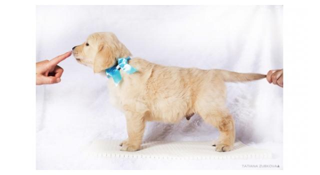 Щенки золотистого ретривера в питомнике Goldberry Щенки золотистого ретривера в питомнике Goldberry