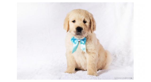 Щенки золотистого ретривера в питомнике Goldberry Щенки золотистого ретривера в питомнике Goldberry