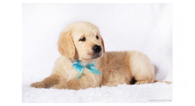 Щенки золотистого ретривера в питомнике Goldberry Щенки золотистого ретривера в питомнике Goldberry