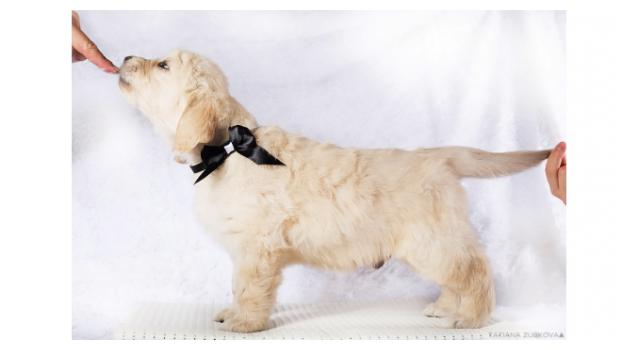 Щенки золотистого ретривера в питомнике Goldberry Щенки золотистого ретривера в питомнике Goldberry