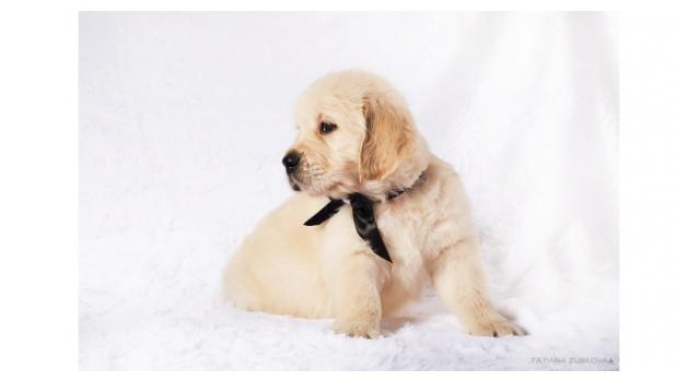 Щенки золотистого ретривера в питомнике Goldberry Щенки золотистого ретривера в питомнике Goldberry