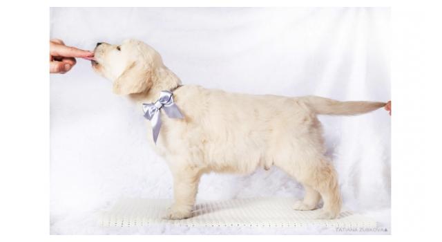 Щенки золотистого ретривера в питомнике Goldberry Щенки золотистого ретривера в питомнике Goldberry