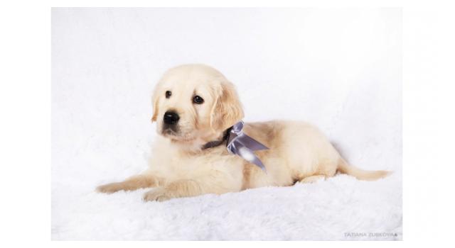 Щенки золотистого ретривера в питомнике Goldberry Щенки золотистого ретривера в питомнике Goldberry