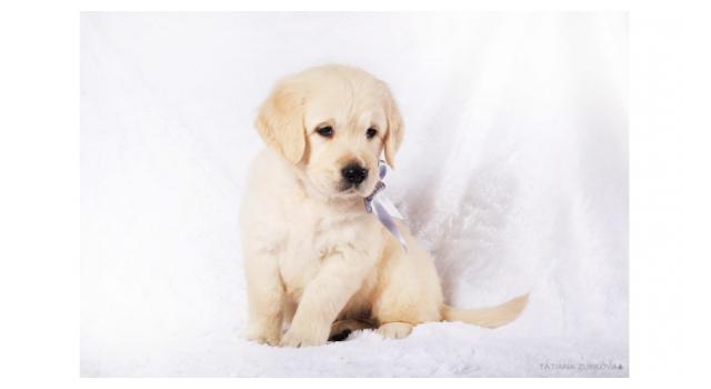 Щенки золотистого ретривера в питомнике Goldberry Щенки золотистого ретривера в питомнике Goldberry