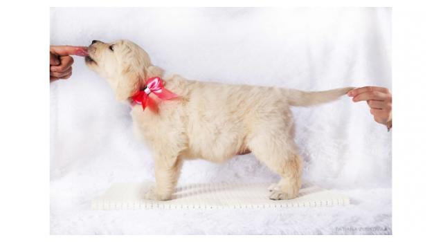 Щенки золотистого ретривера в питомнике Goldberry Щенки золотистого ретривера в питомнике Goldberry