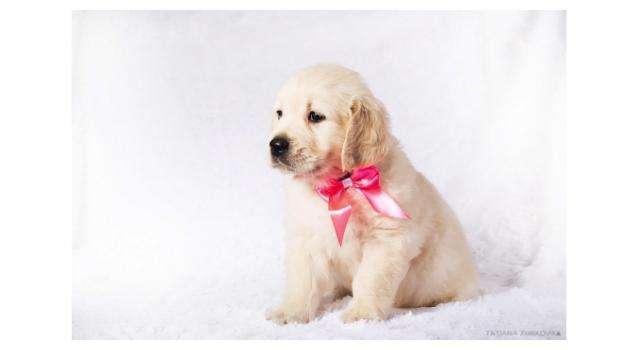 Щенки золотистого ретривера в питомнике Goldberry Щенки золотистого ретривера в питомнике Goldberry