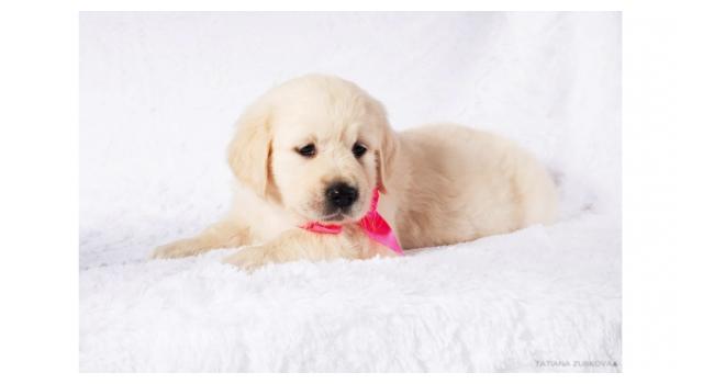 Щенки золотистого ретривера в питомнике Goldberry Щенки золотистого ретривера в питомнике Goldberry