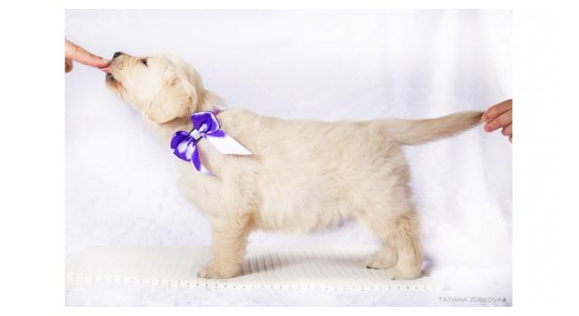 Щенки золотистого ретривера в питомнике Goldberry Щенки золотистого ретривера в питомнике Goldberry