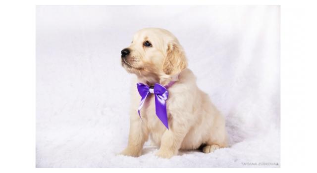 Щенки золотистого ретривера в питомнике Goldberry Щенки золотистого ретривера в питомнике Goldberry