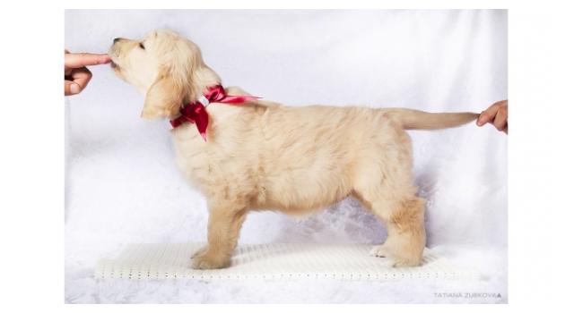 Щенки золотистого ретривера в питомнике Goldberry Щенки золотистого ретривера в питомнике Goldberry