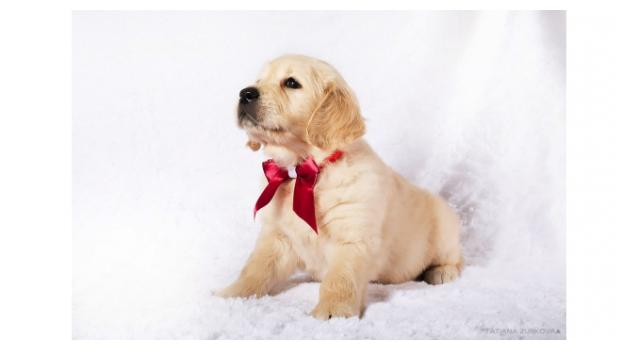 Щенки золотистого ретривера в питомнике Goldberry Щенки золотистого ретривера в питомнике Goldberry