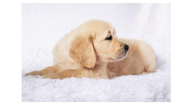 Щенки золотистого ретривера в питомнике Goldberry Щенки золотистого ретривера в питомнике Goldberry