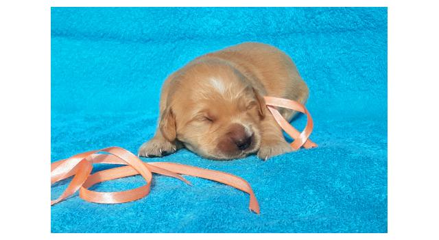 Щенки золотистого ретривера в питомнике Goldberry Щенки золотистого ретривера в питомнике Goldberry