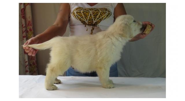 Щенки золотистого ретривера в питомнике Goldberry Щенки золотистого ретривера в питомнике Goldberry