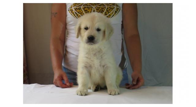 Щенки золотистого ретривера в питомнике Goldberry Щенки золотистого ретривера в питомнике Goldberry