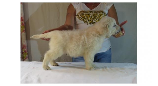 Щенки золотистого ретривера в питомнике Goldberry Щенки золотистого ретривера в питомнике Goldberry