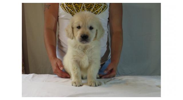 Щенки золотистого ретривера в питомнике Goldberry Щенки золотистого ретривера в питомнике Goldberry