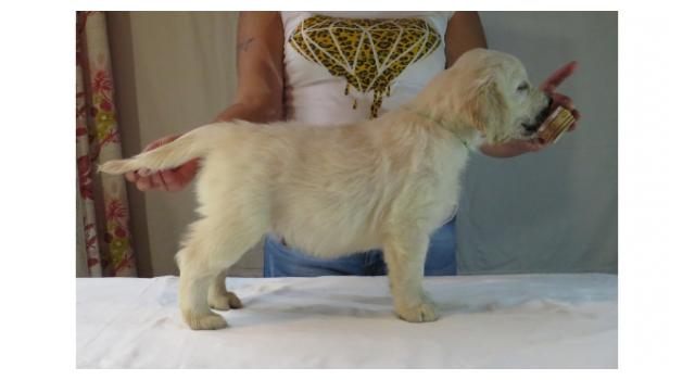 Щенки золотистого ретривера в питомнике Goldberry Щенки золотистого ретривера в питомнике Goldberry