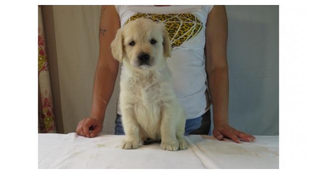 Щенки золотистого ретривера в питомнике Goldberry Щенки золотистого ретривера в питомнике Goldberry