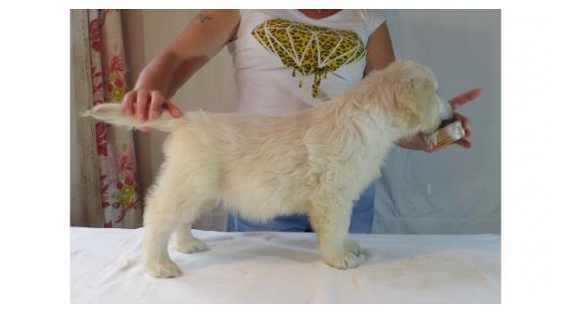 Щенки золотистого ретривера в питомнике Goldberry Щенки золотистого ретривера в питомнике Goldberry