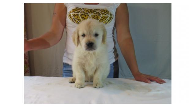 Щенки золотистого ретривера в питомнике Goldberry Щенки золотистого ретривера в питомнике Goldberry