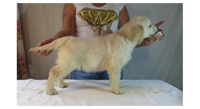 Щенки золотистого ретривера в питомнике Goldberry Щенки золотистого ретривера в питомнике Goldberry