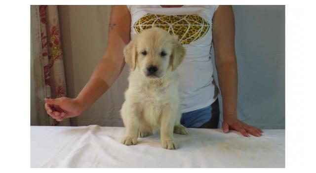 Щенки золотистого ретривера в питомнике Goldberry Щенки золотистого ретривера в питомнике Goldberry