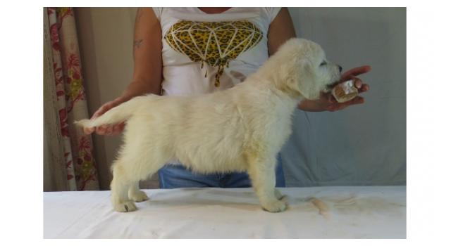 Щенки золотистого ретривера в питомнике Goldberry Щенки золотистого ретривера в питомнике Goldberry