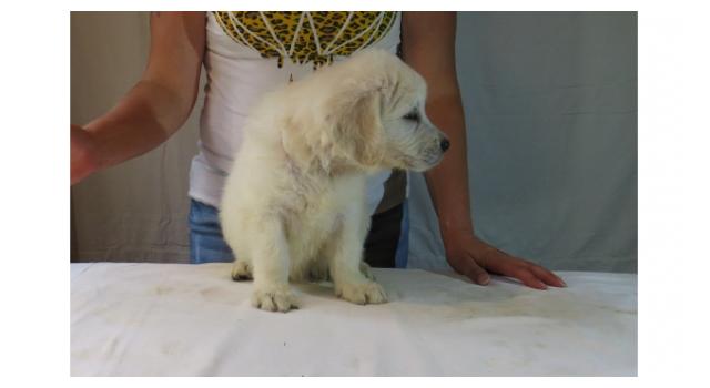 Щенки золотистого ретривера в питомнике Goldberry Щенки золотистого ретривера в питомнике Goldberry