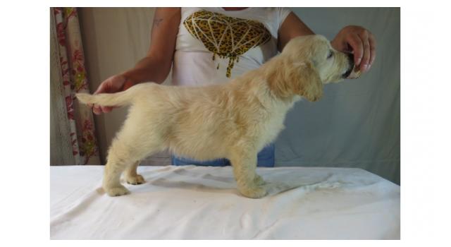 Щенки золотистого ретривера в питомнике Goldberry Щенки золотистого ретривера в питомнике Goldberry